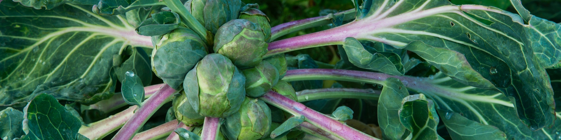 Article : Brussels Sprouts