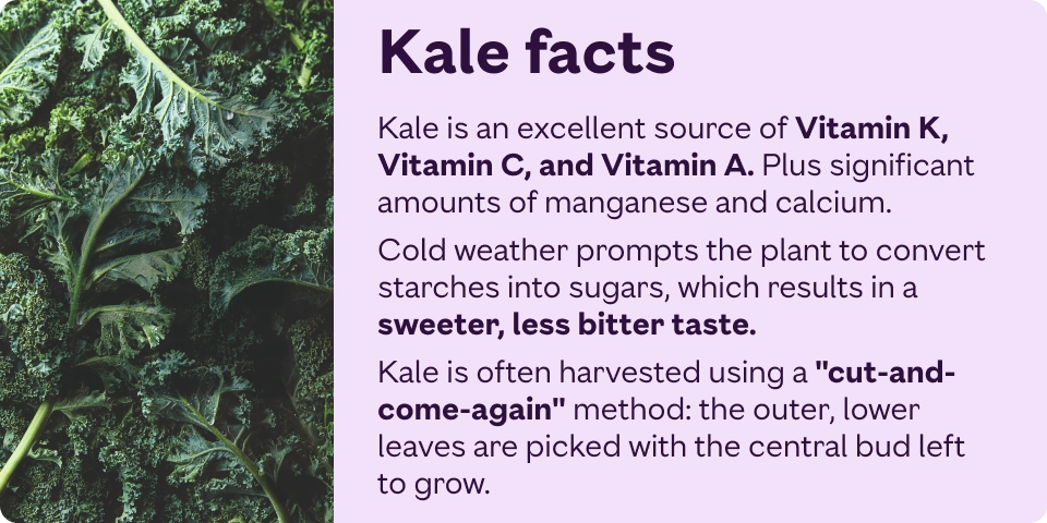 Kale is an excellent source of Vitamin K, Vitamin C, and Vitamin A. Plus significant amounts of manganese and calcium.