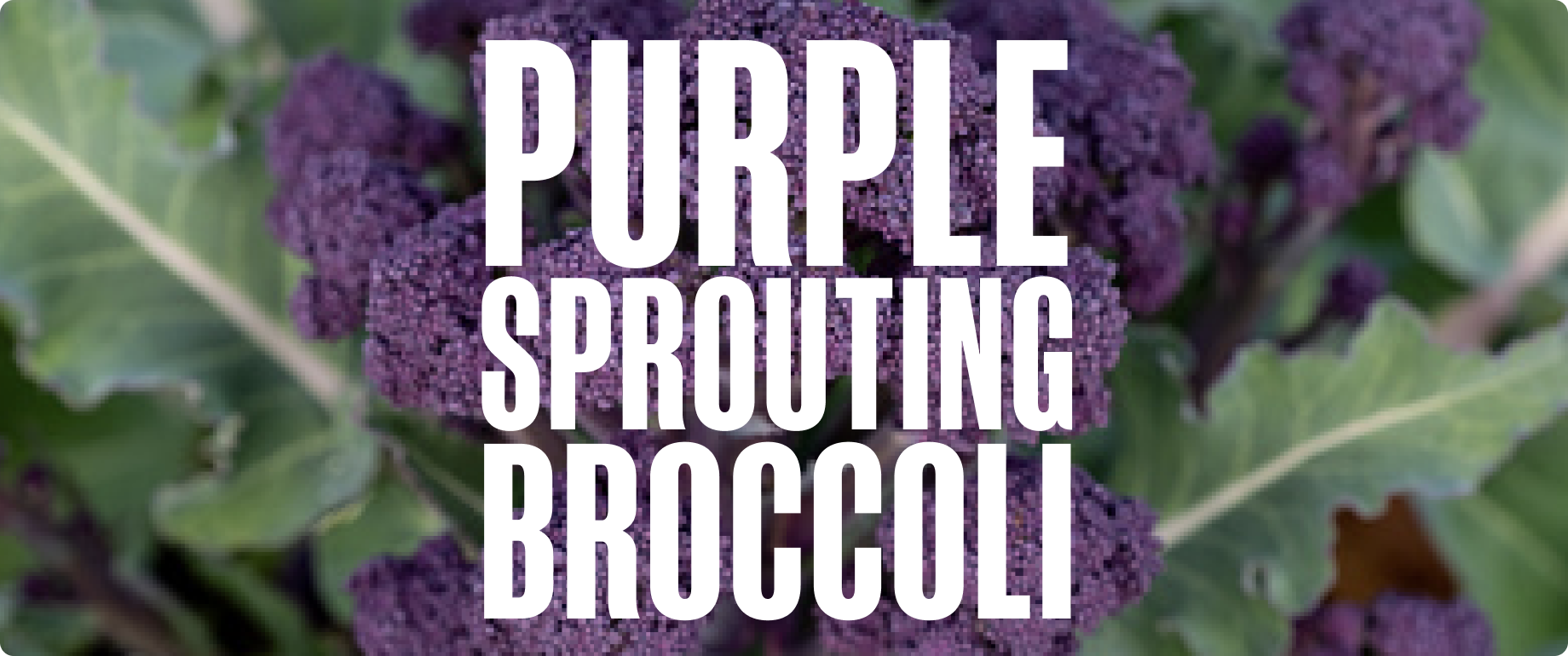 Purple Sprouting Broccoli