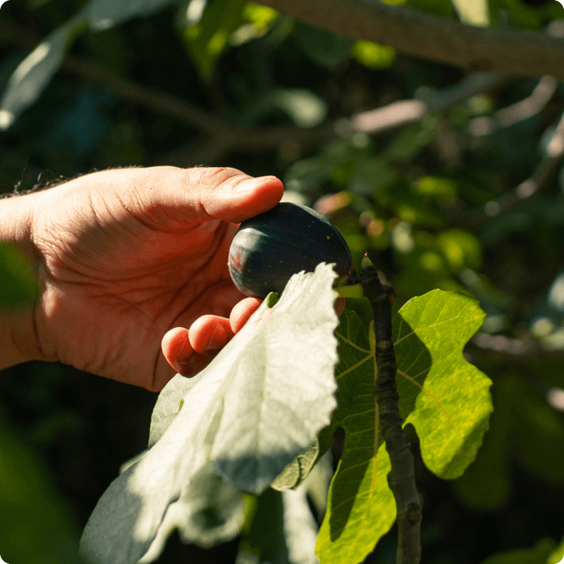 Fig facts