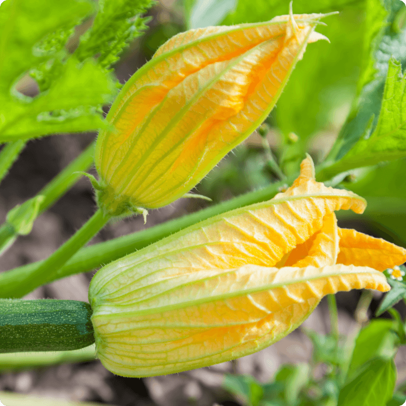 Courgette facts