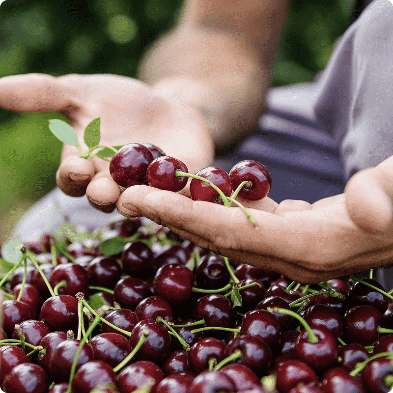 British Cherry Growers