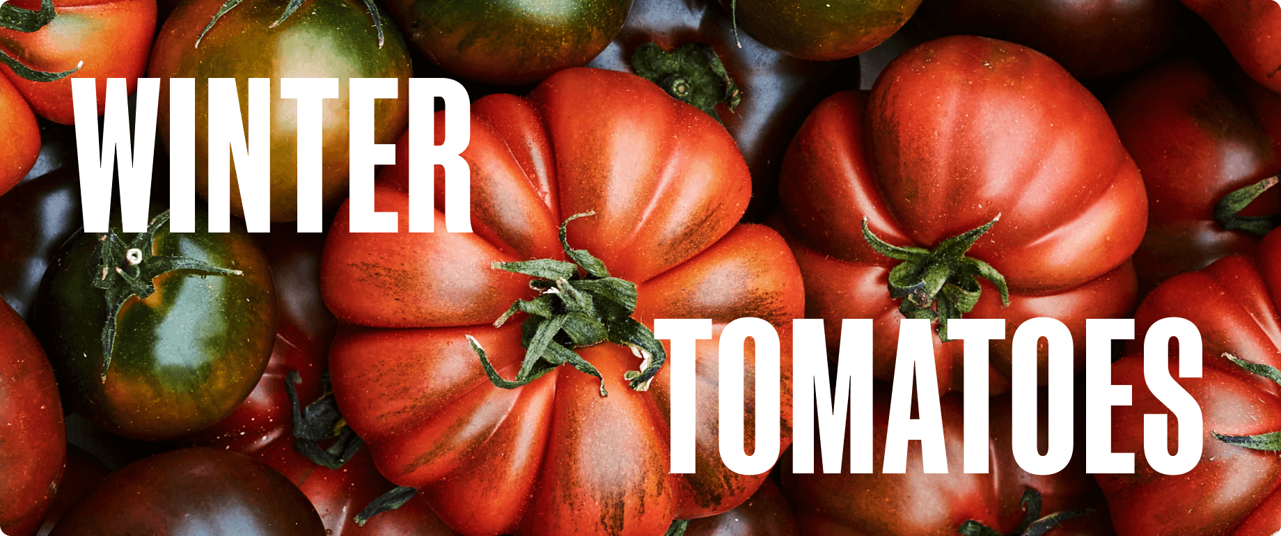 Winter Tomatoes Hero
