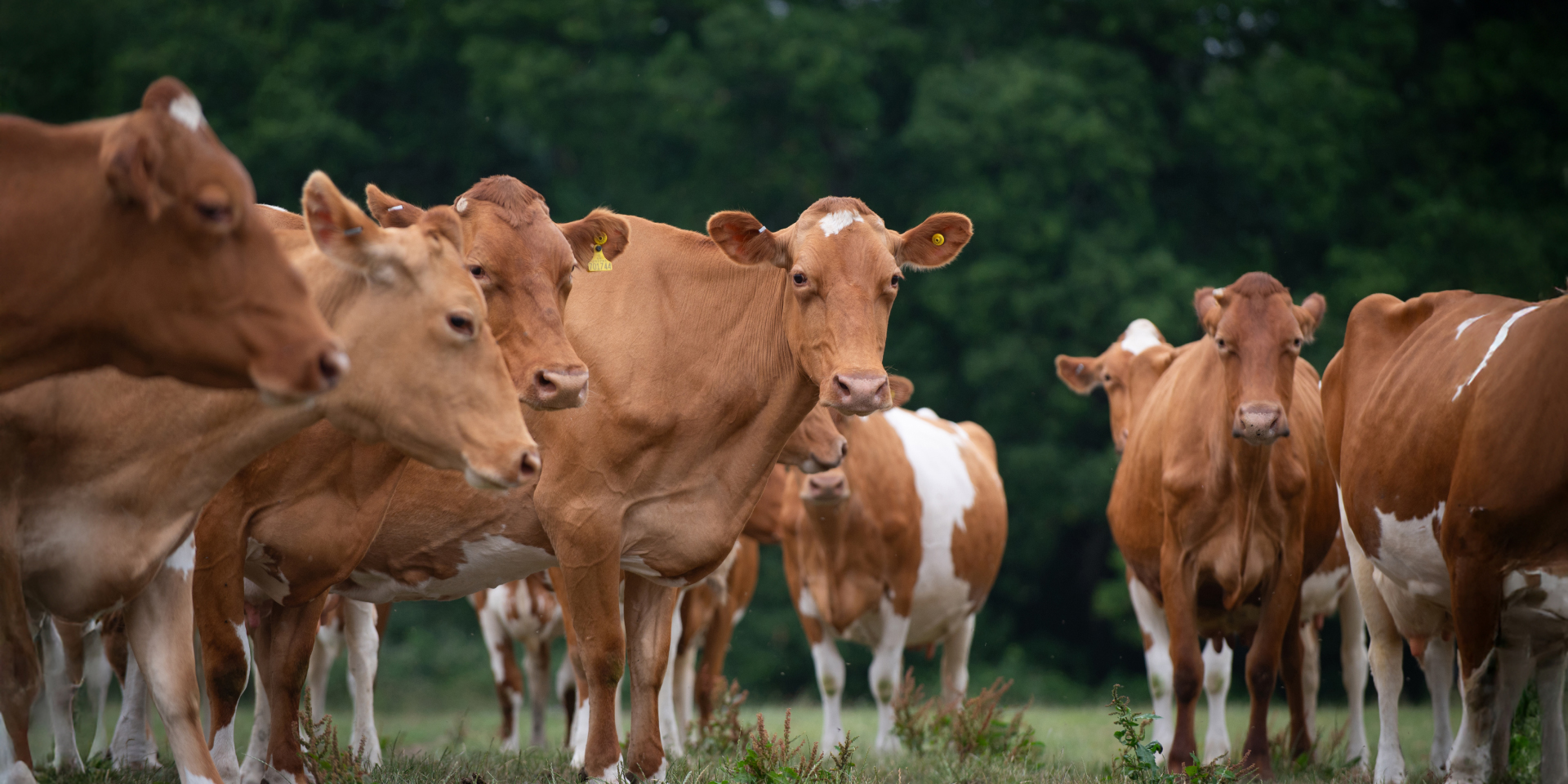 The Briddlesford Herd