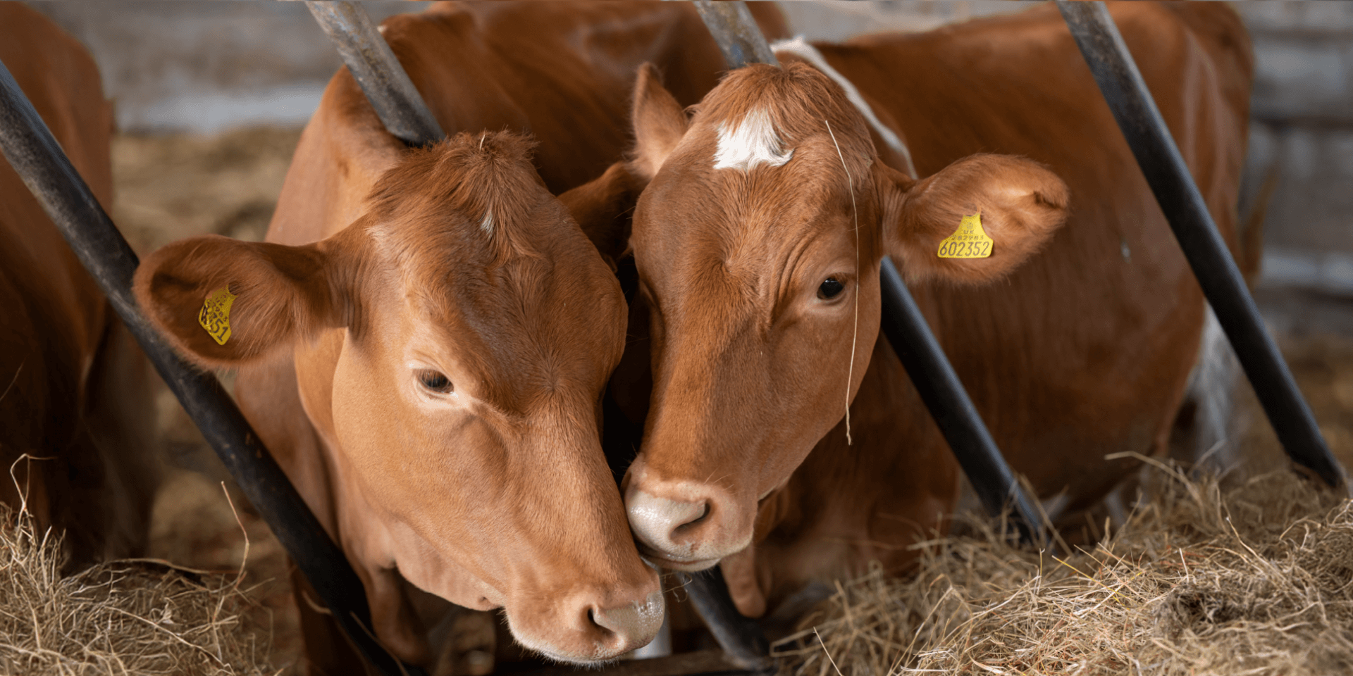 Two cows cosy together
