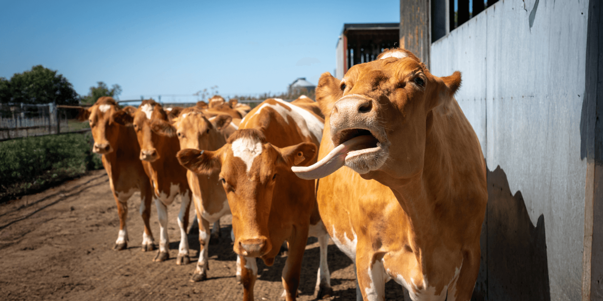 Briddlesford Farm Herd of Guernsey Cows