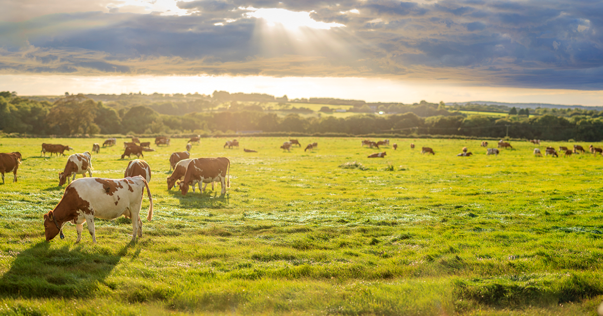 Briddlesford Farm dairy, shop and cafe in Ryde
