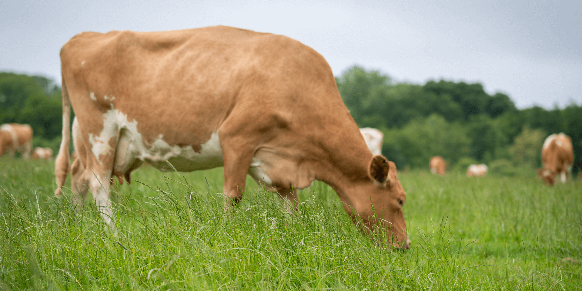 Guernsey Cow in field on the Isle of Wight