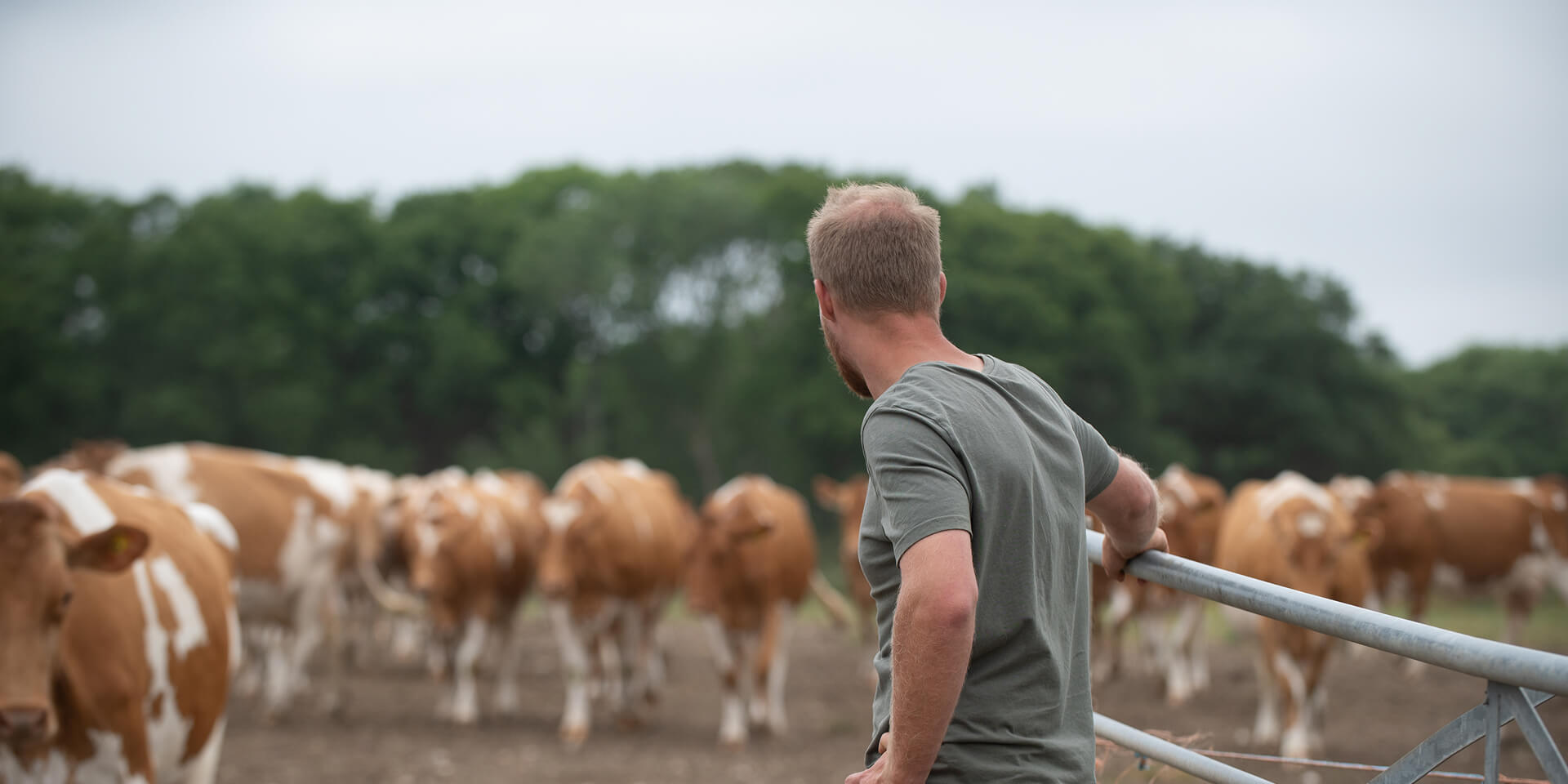 Farmer and Cow at Briddlesford Farm Isle of Wight