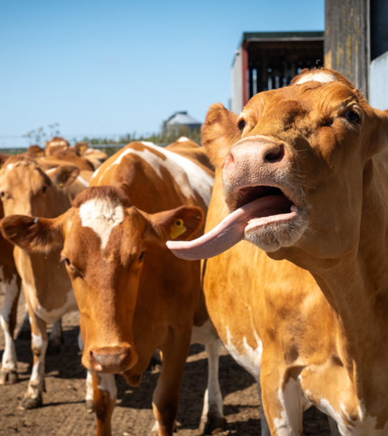 Guernsey cows at Briddlesford Farm Isle of Wight