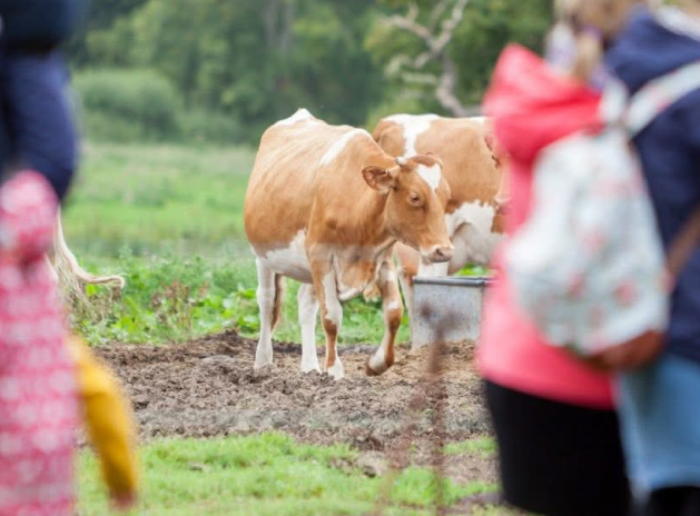 Experiences In Page Image