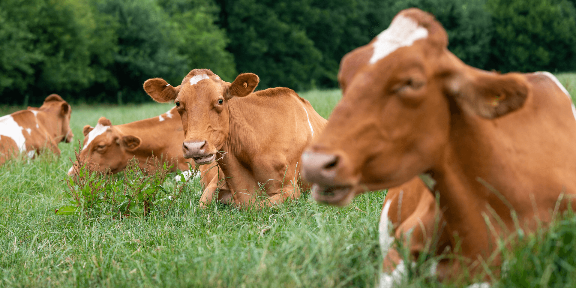 Briddlesford Farm Isle of Wight - Guernsey Cows Herd