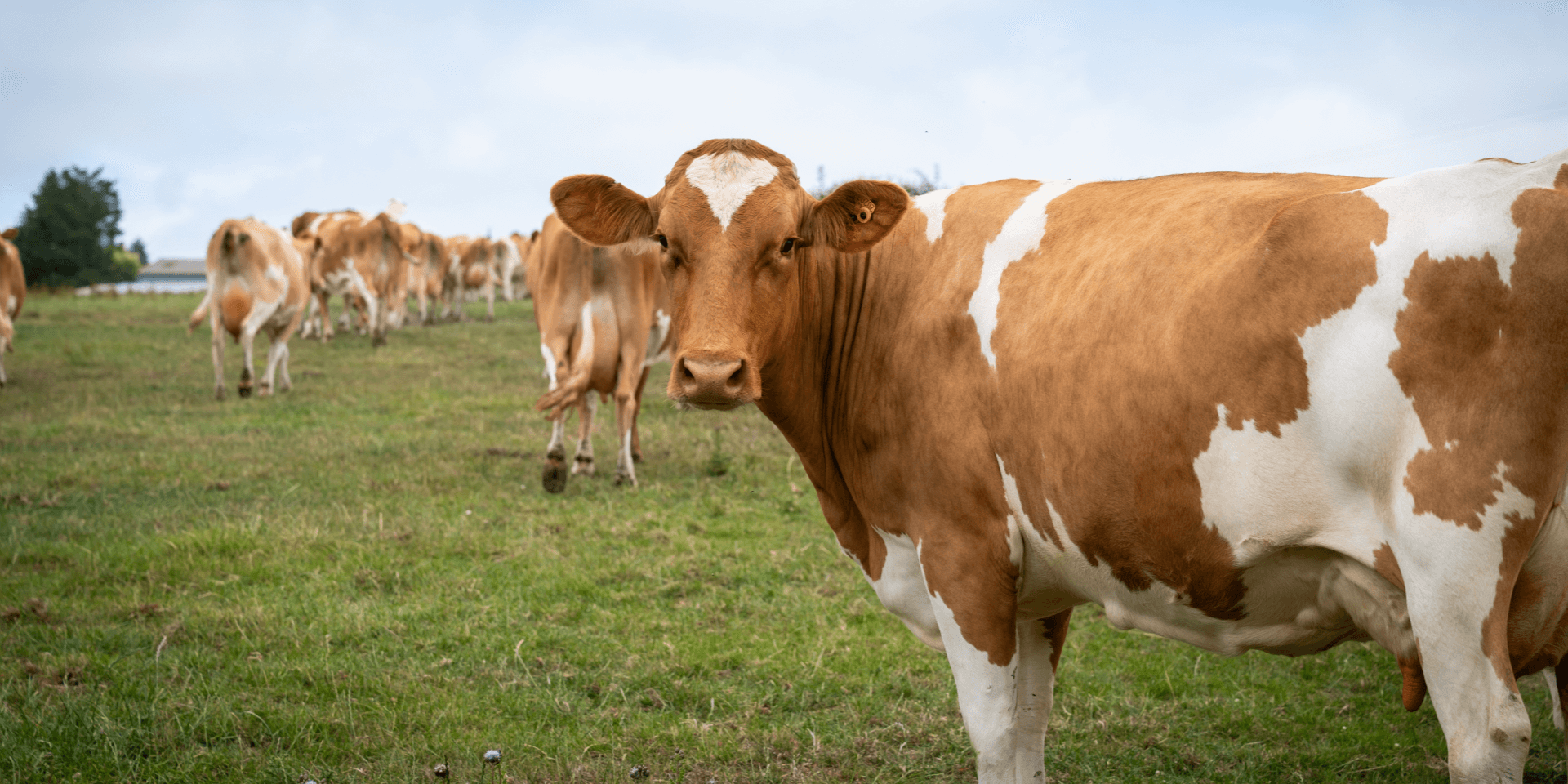 Isle of Wight Guernsey Cows at Briddlesford Farm