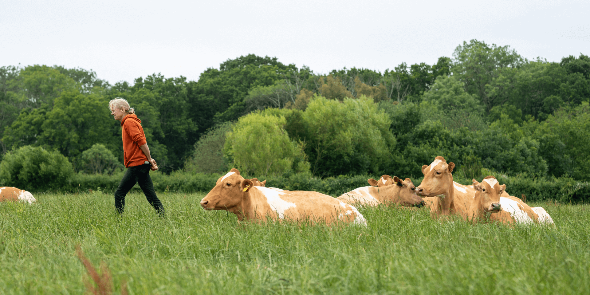 Chris in field with Guernsey Cow herd.
