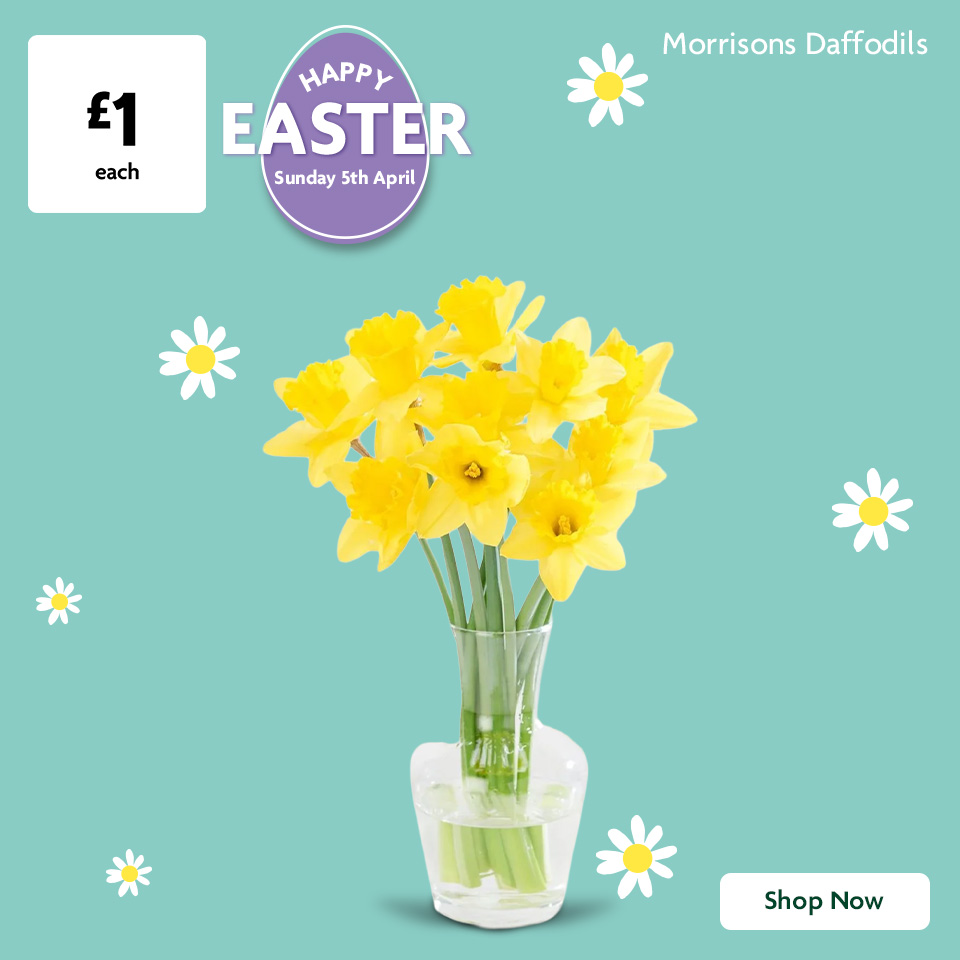 Daffodils