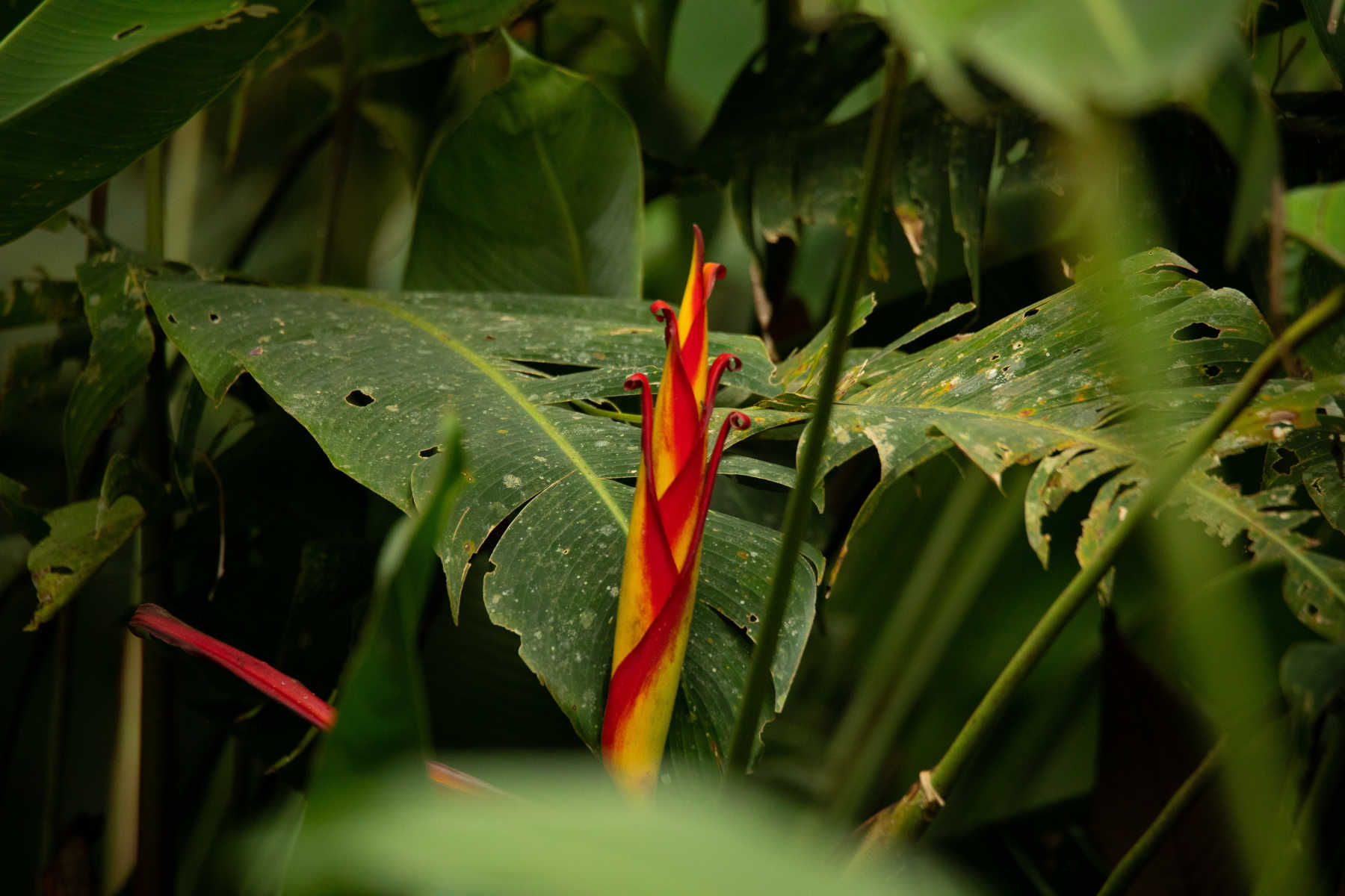 Heliconia - Junglekeepers - 2021 Annual Report - April 2022 (1)