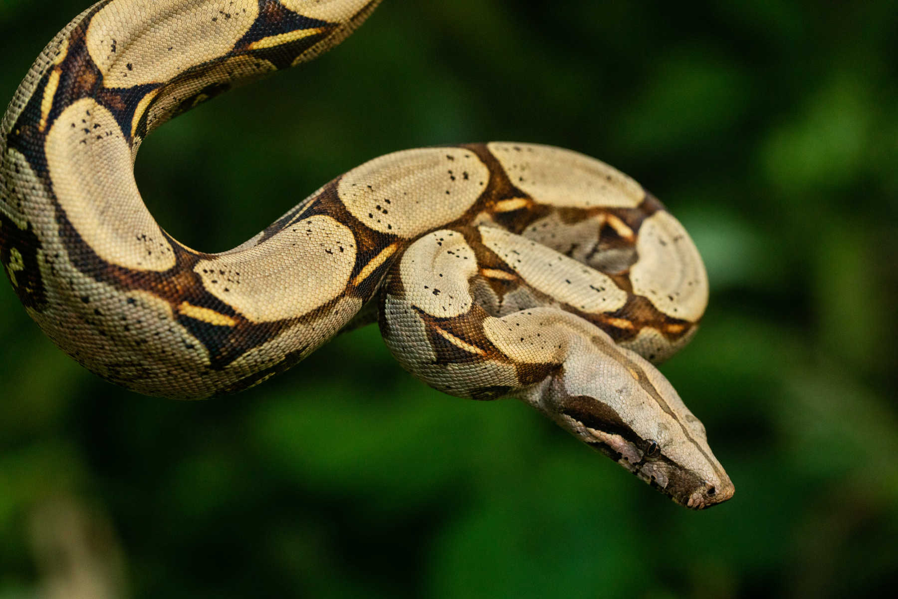 Rescued boa Constrictor