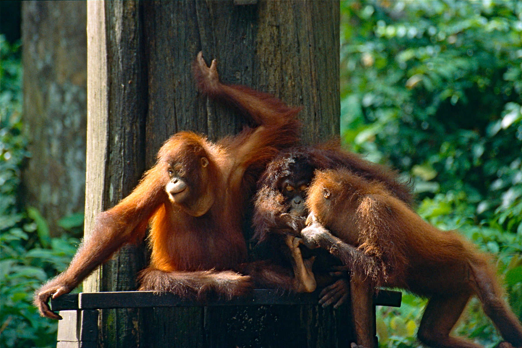 orangutang light