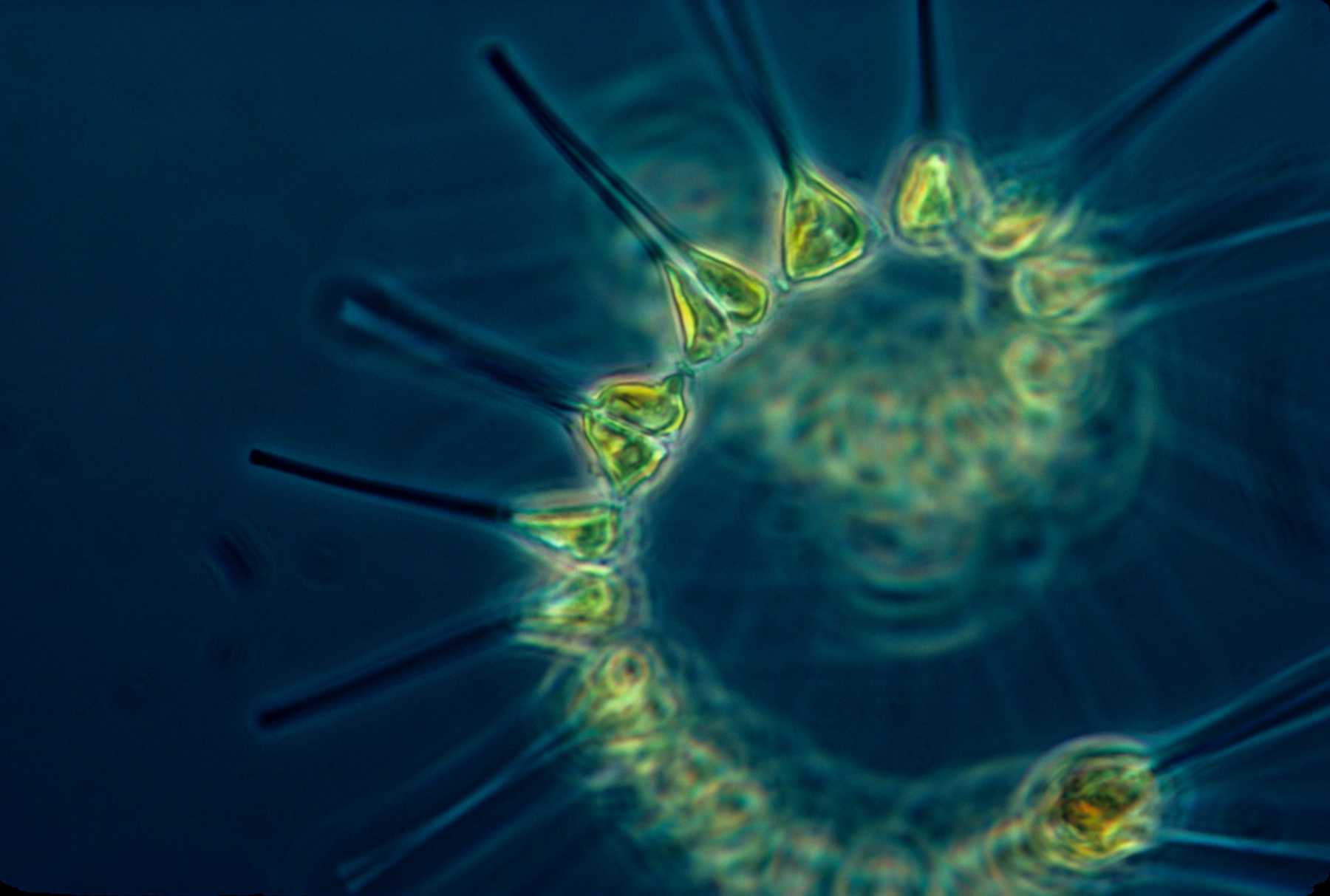 HR Radiolaires _ phytoplankton NOAA marine sanctuary