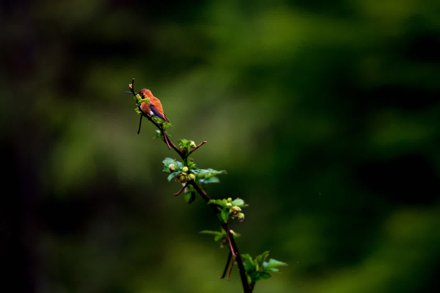 180413-Hummingbird-179 copy