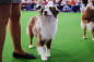 westminsterdogshow2017_christopherpostlewaite_169