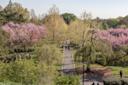 Brooklyn Botanic Garden