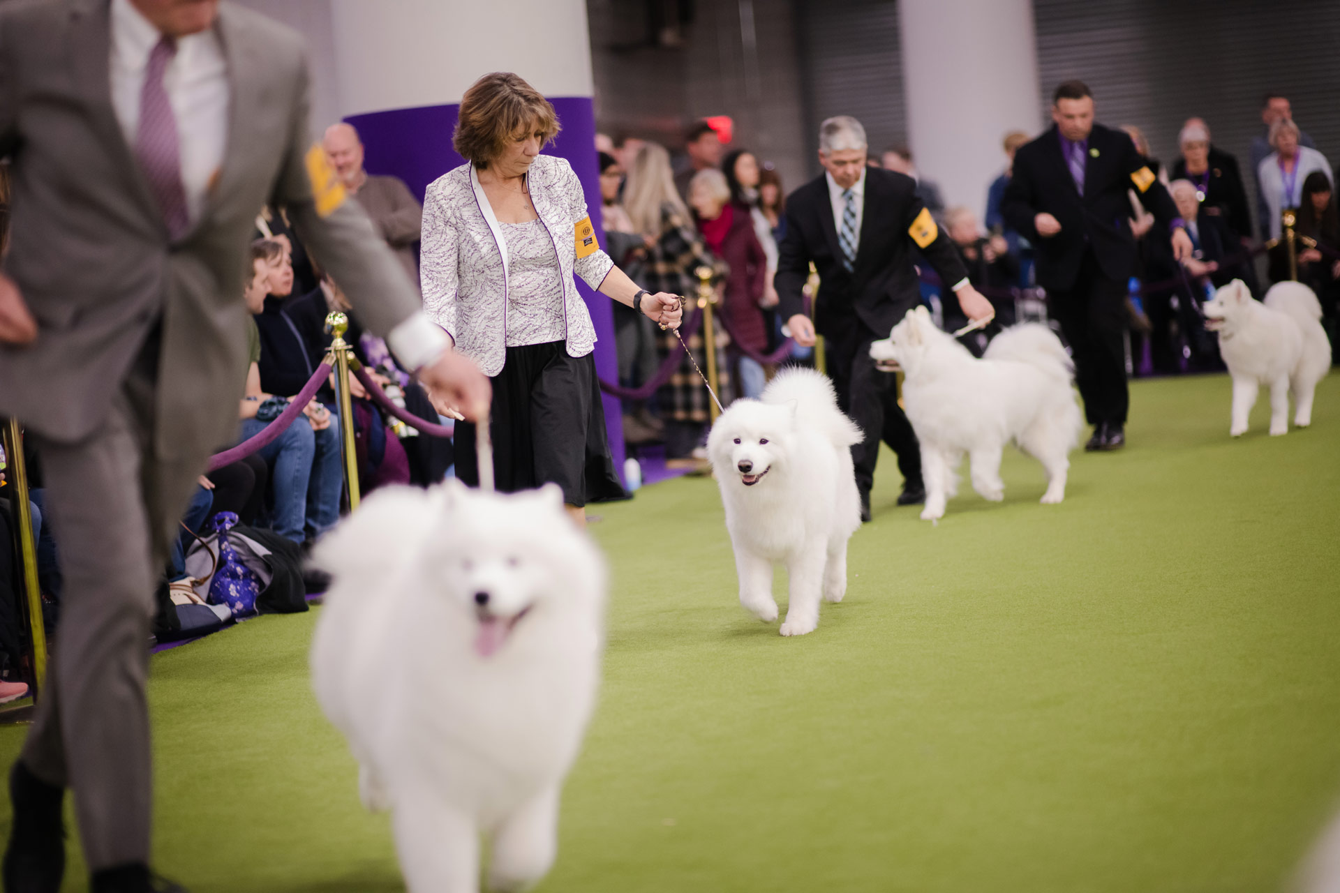 Samoyed サモエド　ウールコート Samoyed Cafe AL Machida (2026) - KNOW Before You Go (with Reviews)