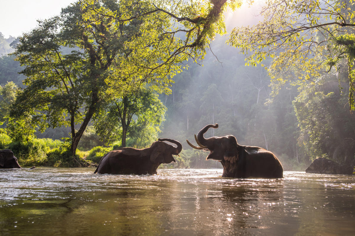 Secret-World-of-Elephants-AMNH-Manhattan-NYC-Courtesy.jpg