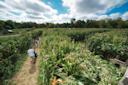 People at Amazing Maize Maze