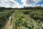 The-Amazing-Maize-Maze-Queens-Farm-Queens-NYC-Photo-Courtesy-Queens-Farm.jpg