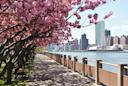 Roosevelt Island promenade and cherry blossoms