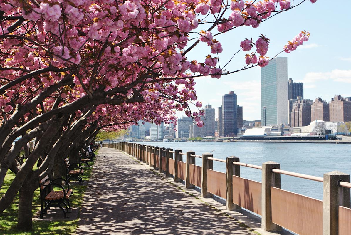Roosevelt Island promenade and cherry blossoms