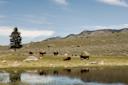 Wildlife Conservation Society, american bison herd by lake yell