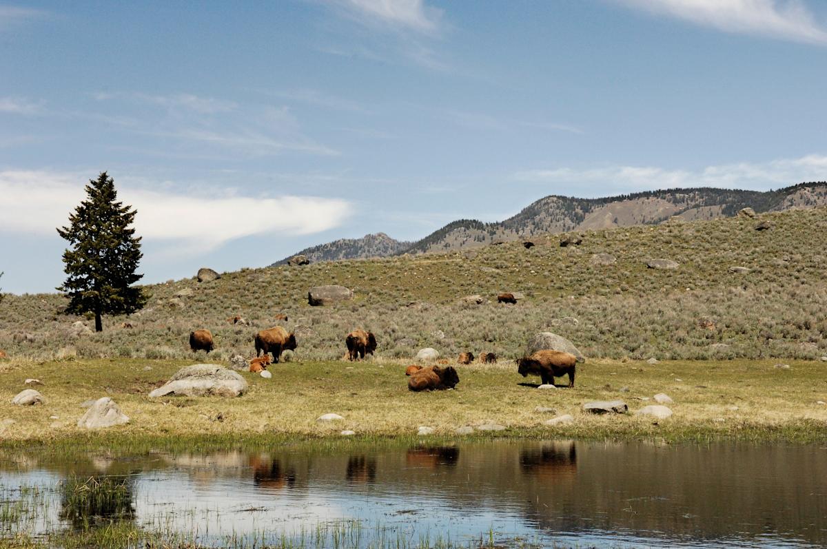 Wildlife Conservation Society, american bison herd by lake yell