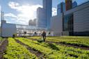 A person works on the rooftop farm atop the expansion of the convention center in Manhattan
