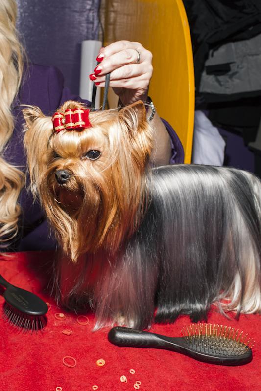 The Westminster Kennel Club Dog Show NYC Tourism