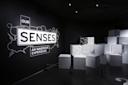 Our Senses. Courtesy, American Museum of Natural History. Photo: R. Mickens