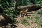 statenislandzoo_julienneschaer_028