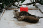 staten-island-zoo-staten-island-nyc-otters-fox-courtesy