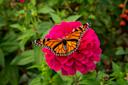 Butterfly on pink flower