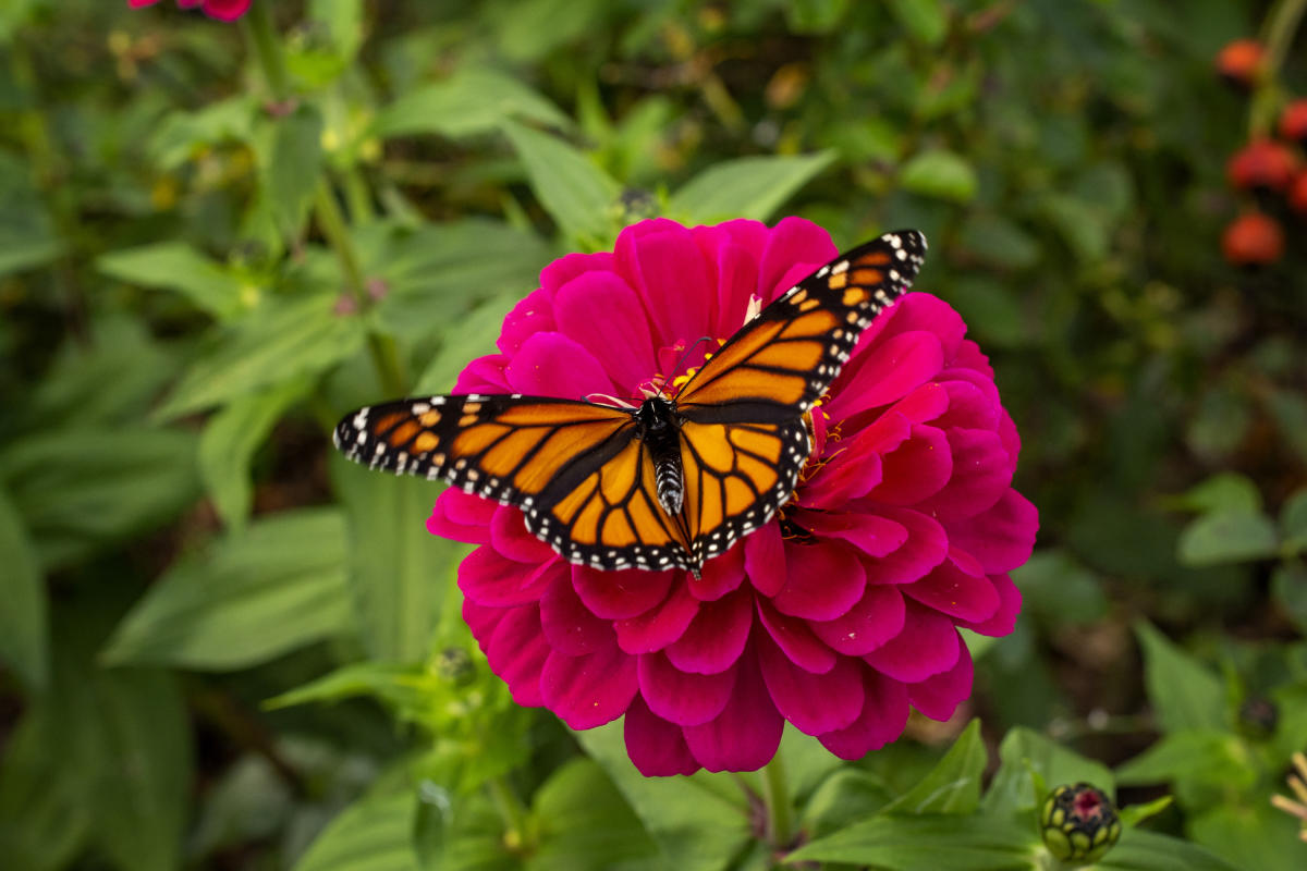 A-Plant-Pollinator-Love-Story-BBG-Brooklyn-NYC-Photo-Courtesy-BBG.jpg