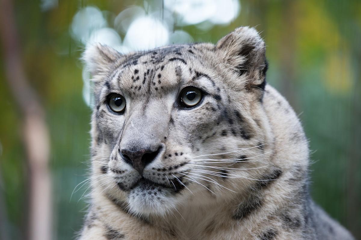 snow leopard at the Central Park Zoo