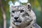 snow leopard at the Central Park Zoo