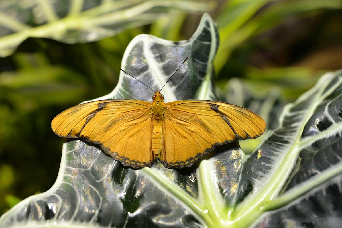 Monarch butterfly, Museum of Natural History