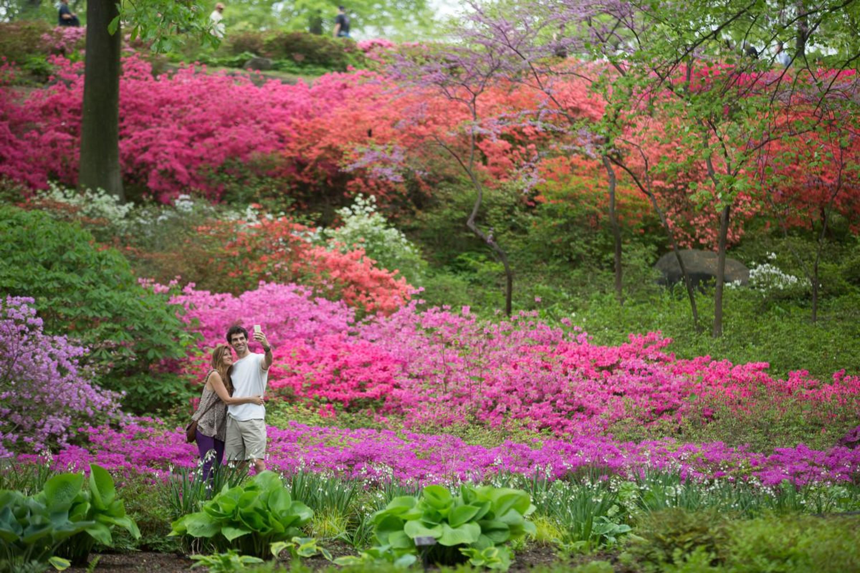 nybg_125_anniversary_azalea_7b48f4f3-5056-a36f-2315711bd14228ec