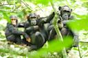 Wildlife Conservation Society, chimpanzees in wild