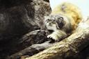 pallas cat at Prospect Park Zoo