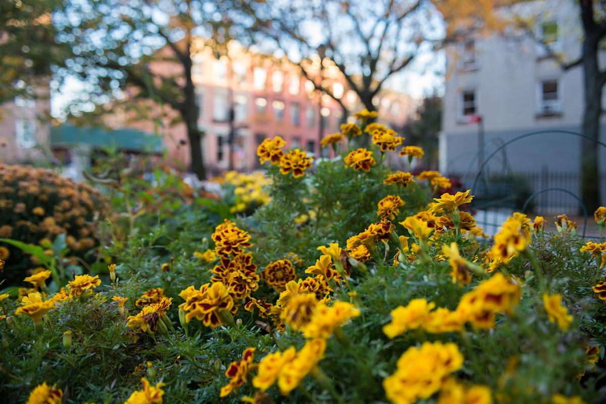 Flowers at Cobble Hill Park in Brooklyn, NYC