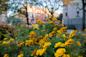 Flowers at Cobble Hill Park in Brooklyn, NYC