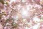 brooklynbotanicgarden_taggeryanceyiv_6911